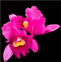 Orchid